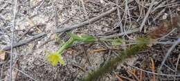 Image of Yellow centaury