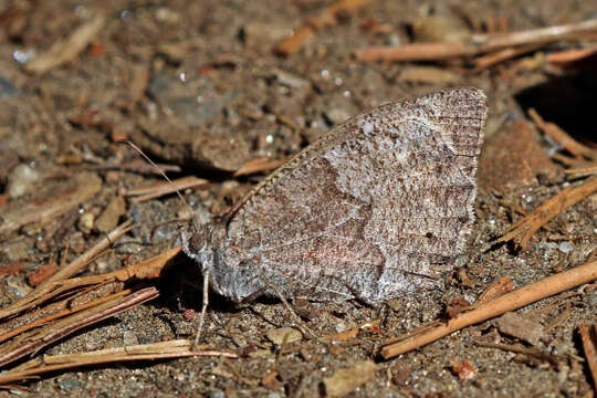 Image of Tree Grayling