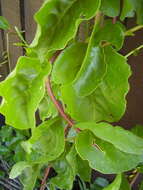 Image of heartleaf madeiravine