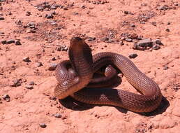 Image of Cape cobra