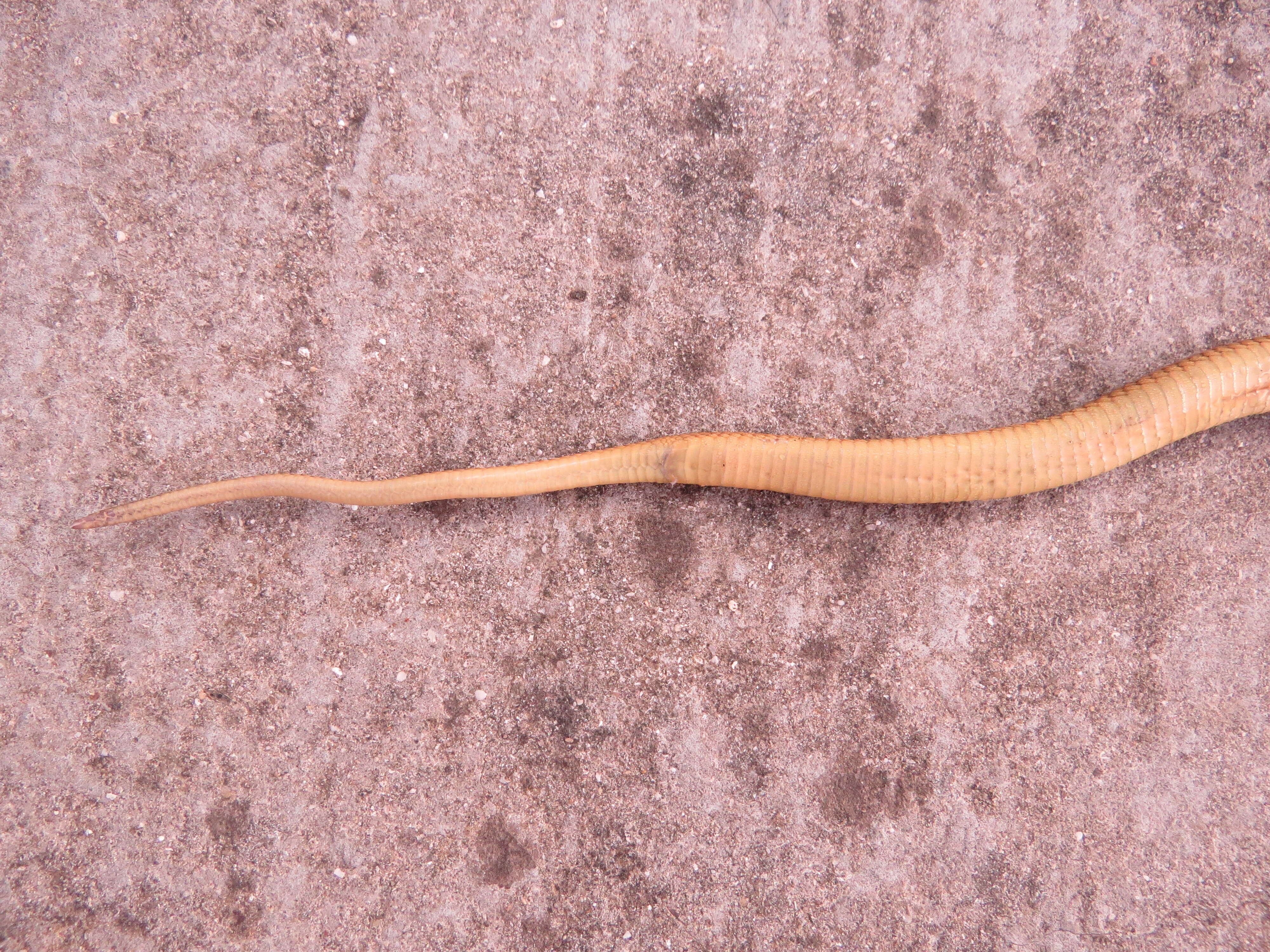 Image of Cape cobra