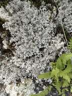 Image of Reindeer lichen