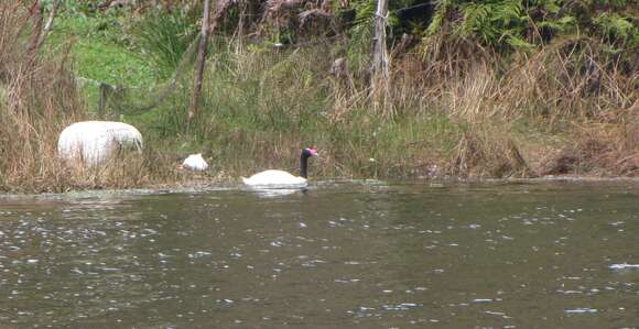 Image of Black-necked Swan