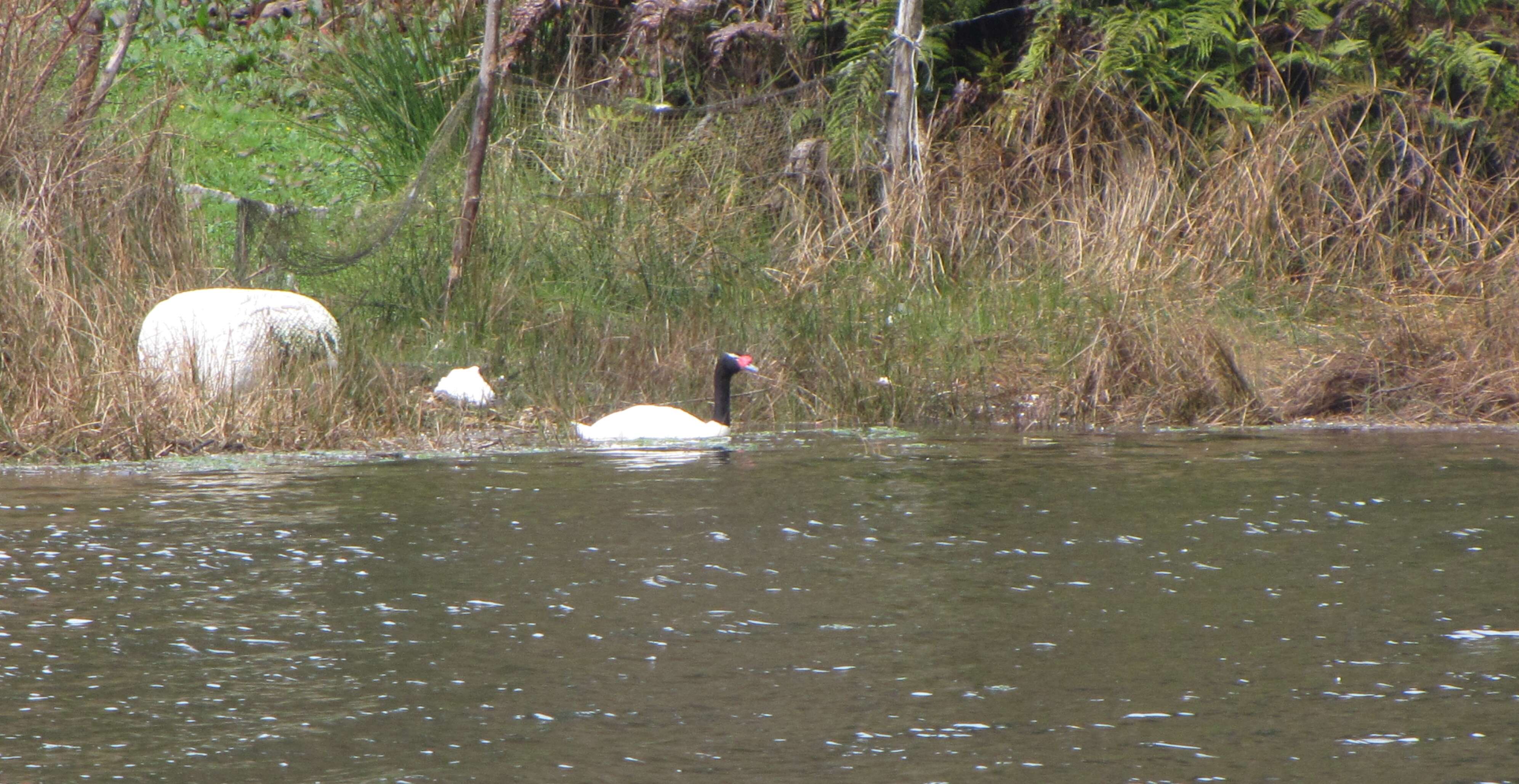 Imagem de Cisne-de-pescoço-preto