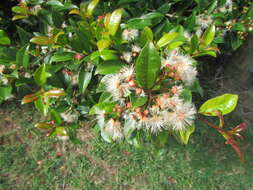 Image of brush cherry