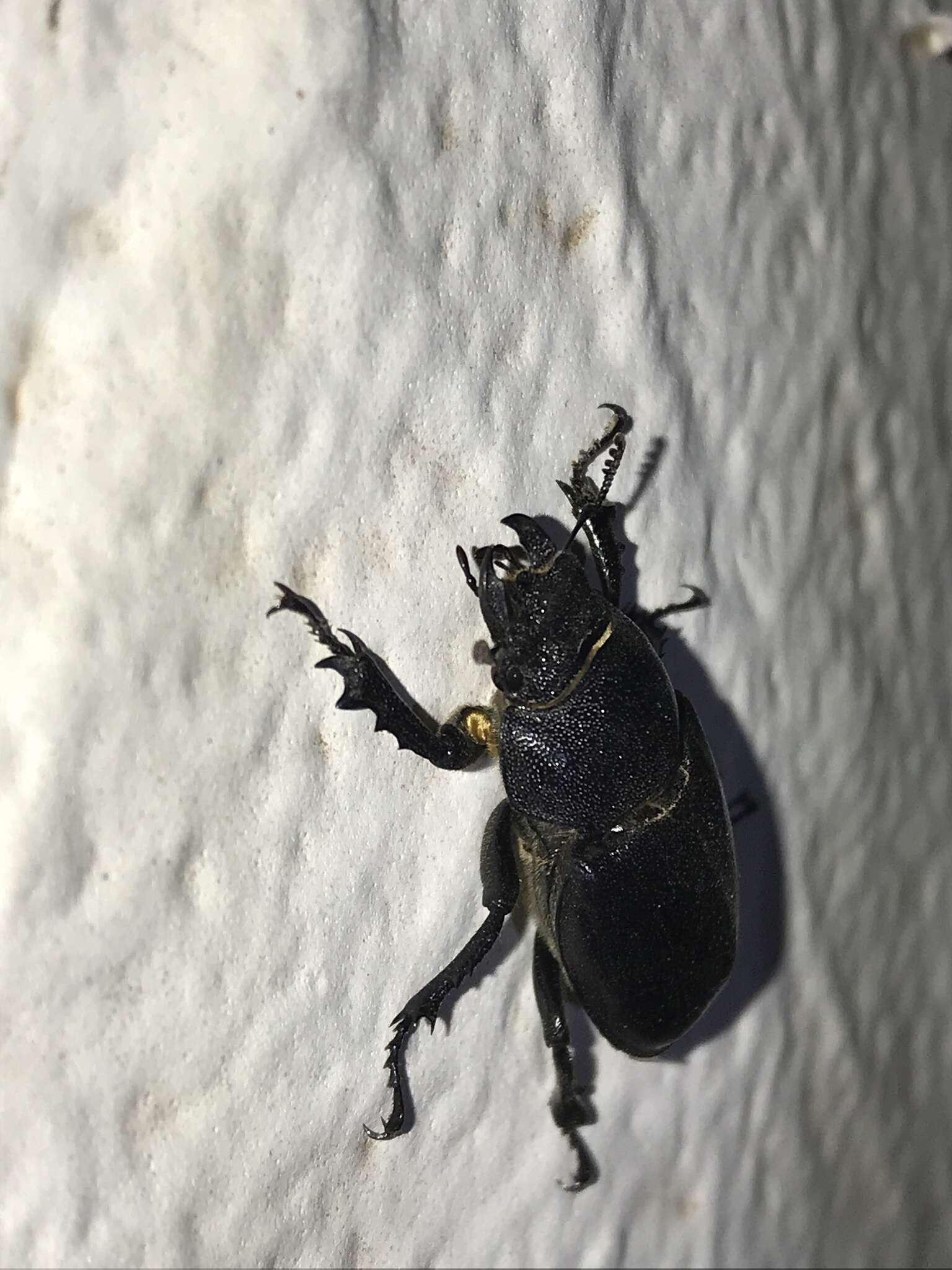 Image of Cottonwood Stag Beetle