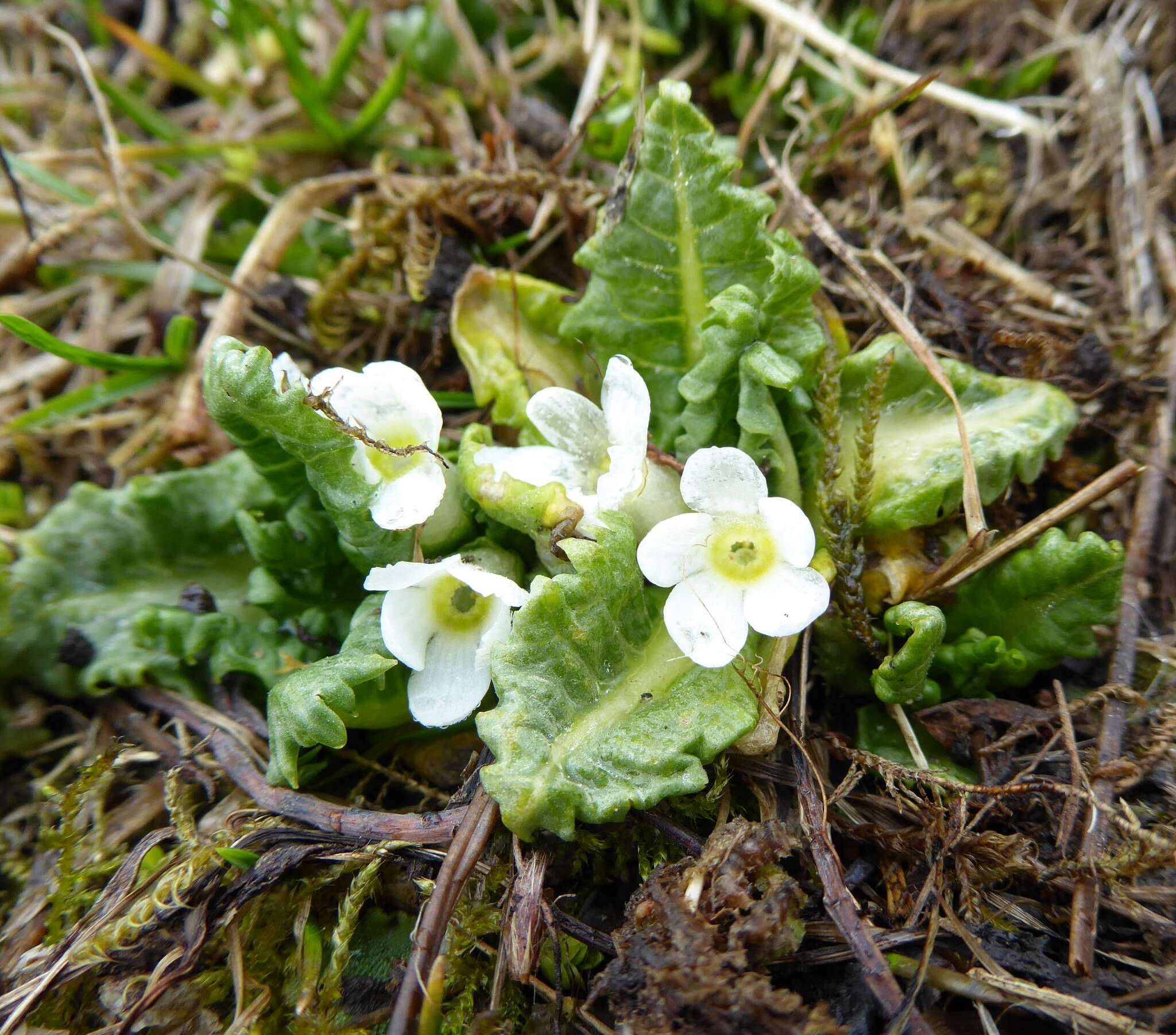 Sivun Primula hookeri Watt kuva