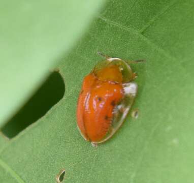 Imagem de Charidotella (Charidotella) sexpunctata bicolor (Fabricius 1798)