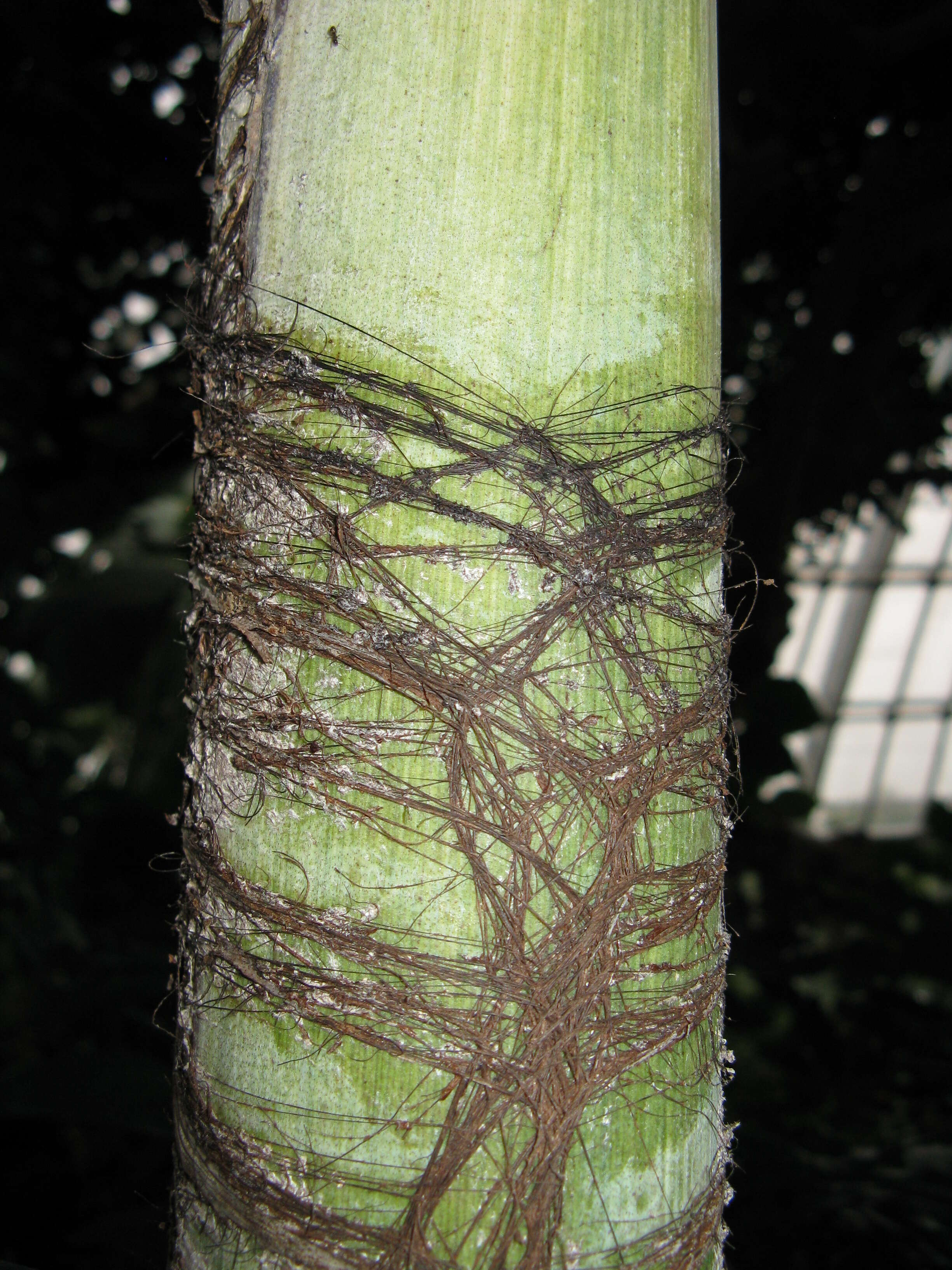 Image of Burmese fishtail palm