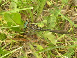 Image of American Emerald