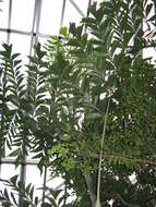 Image of Burmese fishtail palm