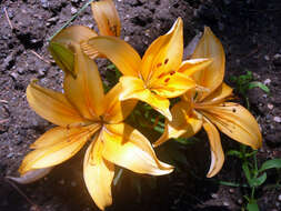 Image of orange lily
