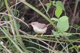 Imagem de Prinia erythroptera (Jardine 1849)