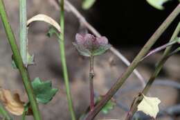 Image of Cineraria longipes S. Moore.