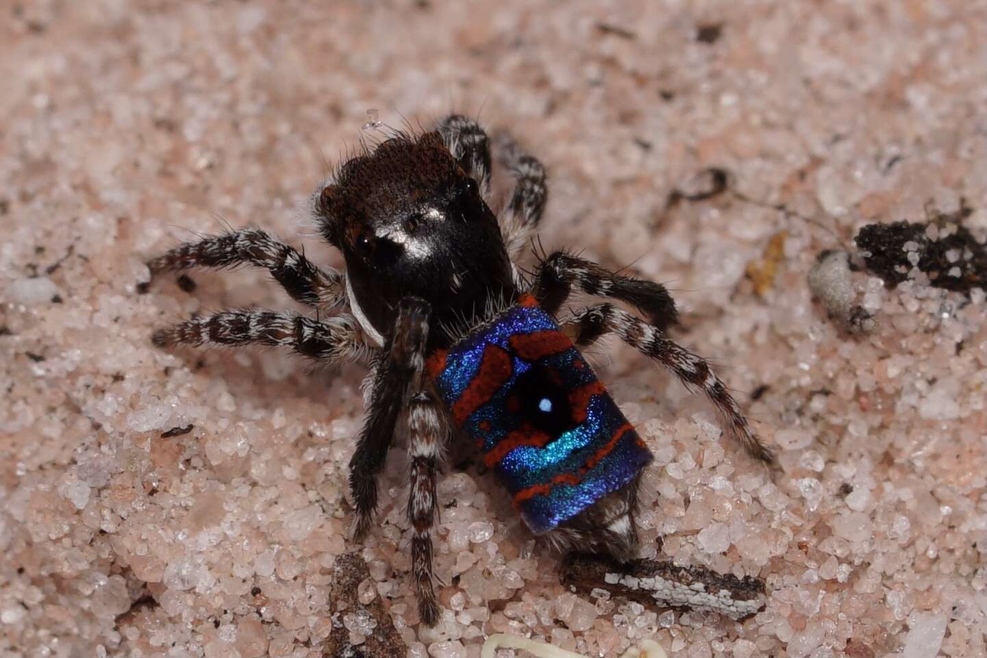 Image of Melinda's Peacock Spider