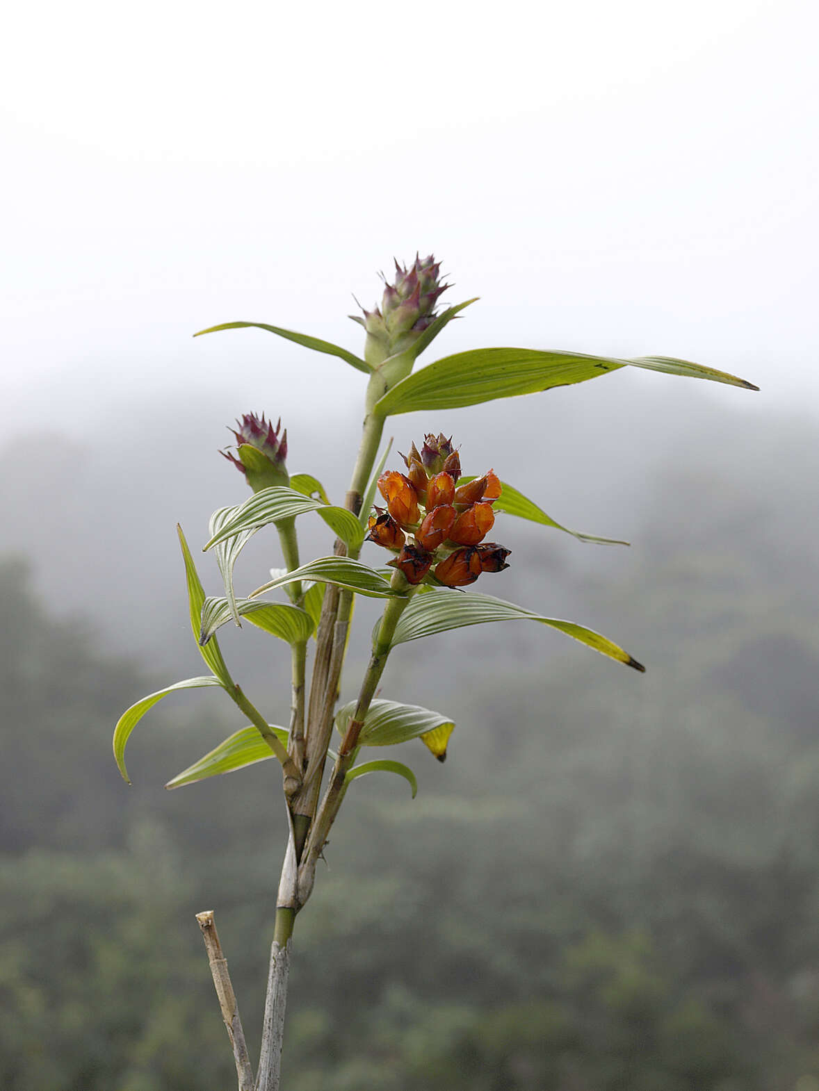 Image of Tiger orchid