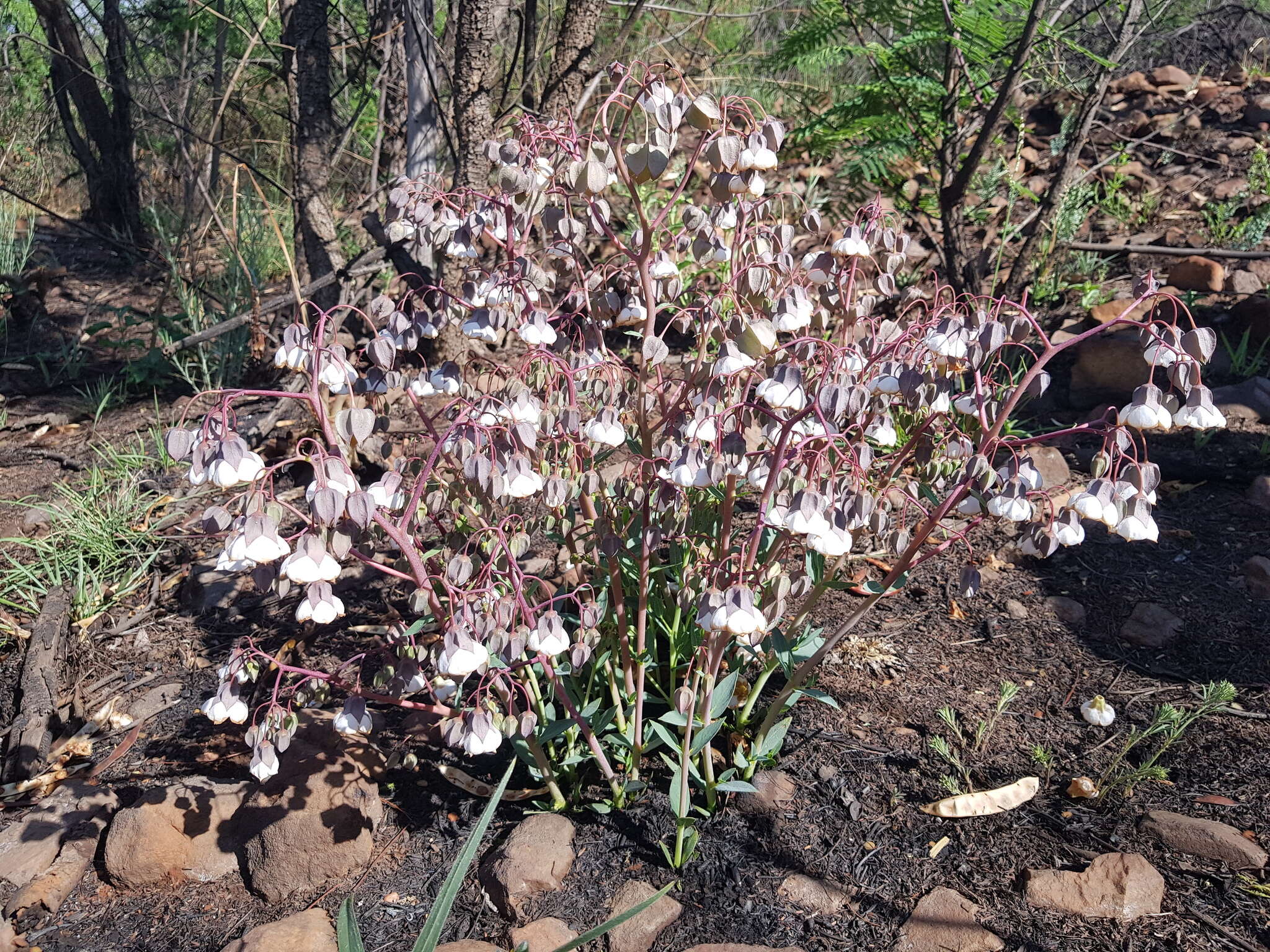 Imagem de Trichodesma physaloides (Fenzl) A. DC.