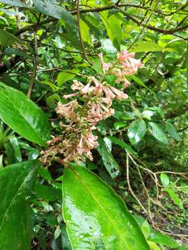 Plancia ëd Arachnothryx buddleioides (Benth.) Planch.