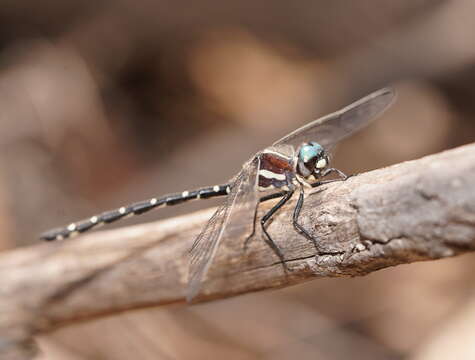 Image of Mountain Tigertail