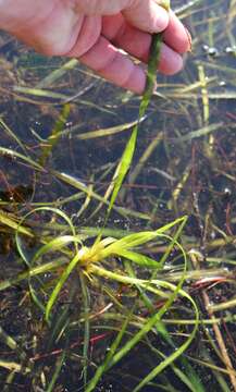 Image of Vallisneria spiralis L.