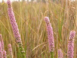 Image of Erica alopecurus var. alopecurus