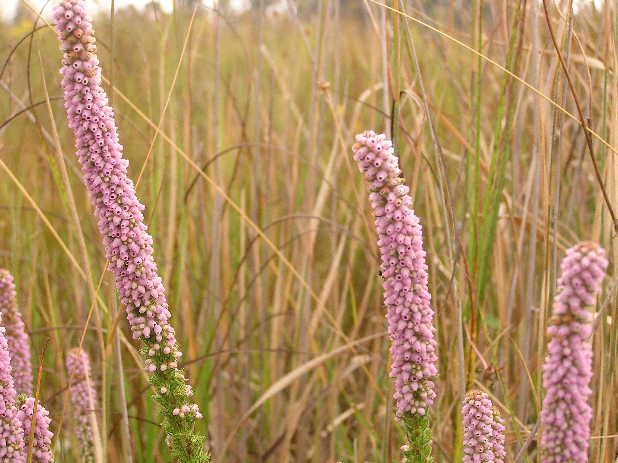 Image of Erica alopecurus var. alopecurus