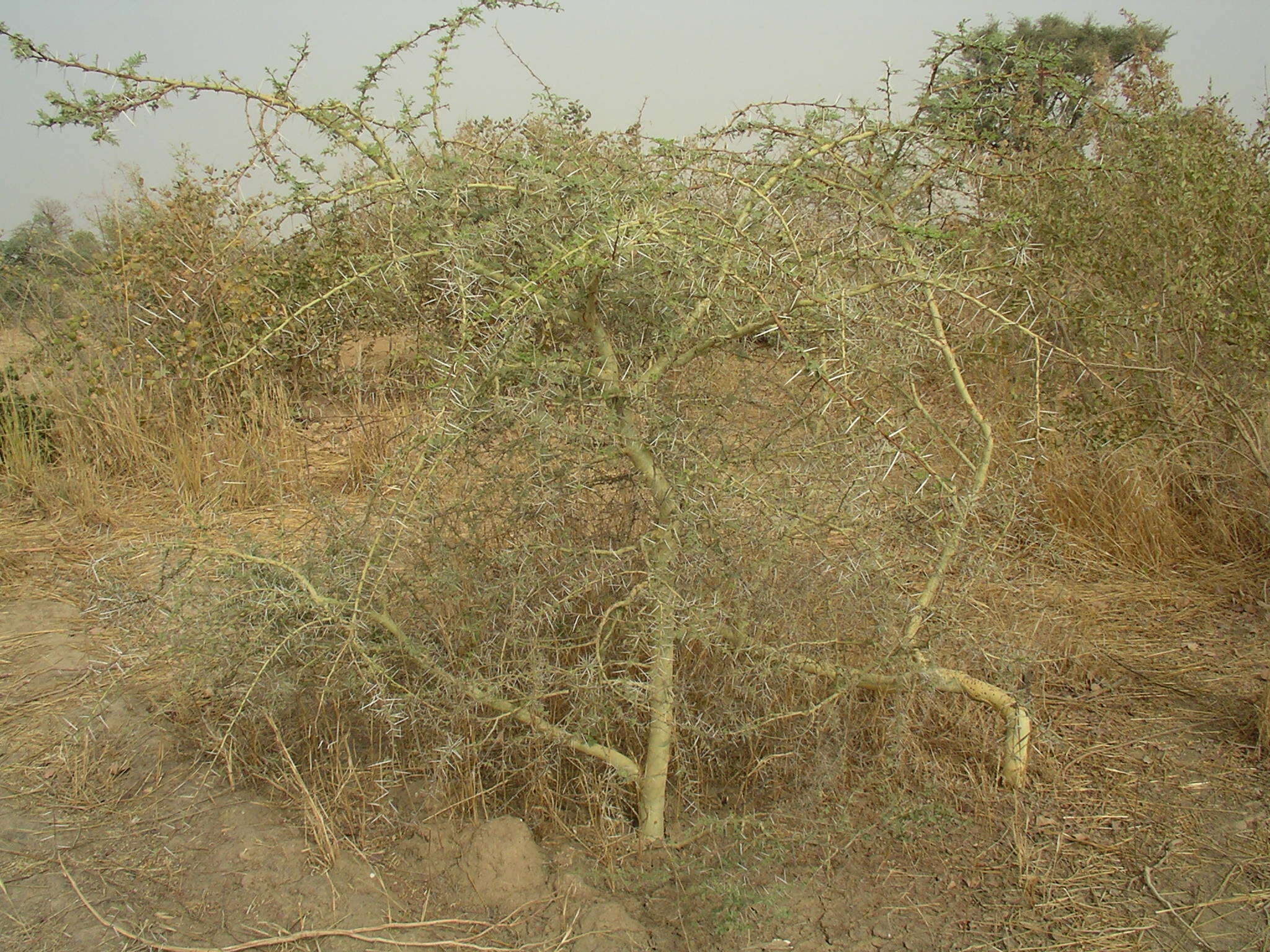 Vachellia seyal (Delile) P. J. H. Hurter resmi