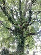 Image of Wych elm