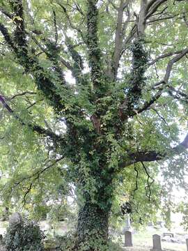 Image of Wych elm