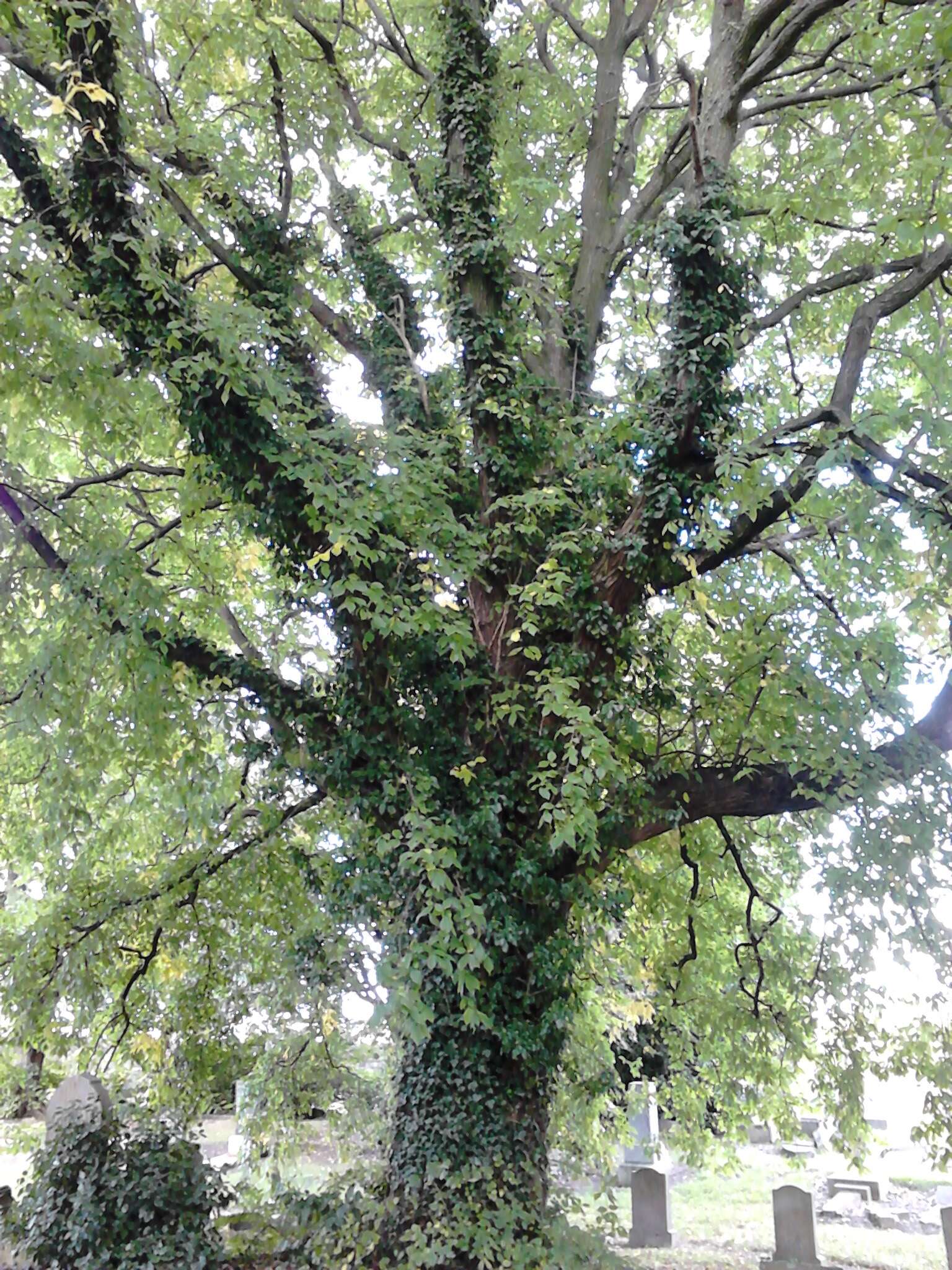 Image of Wych elm