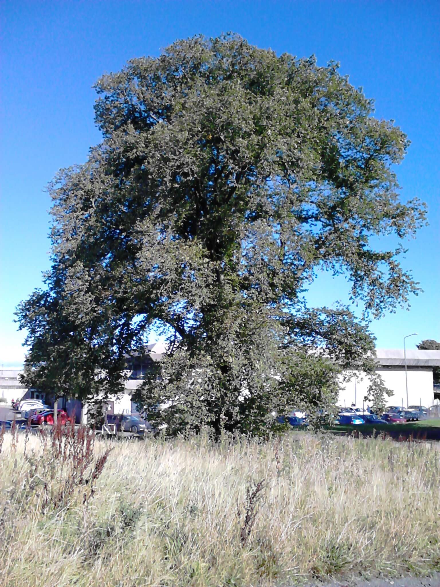 Image of Wych elm