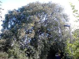 Image of Wych elm