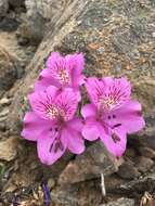 Image of Alstroemeria paupercula Phil.