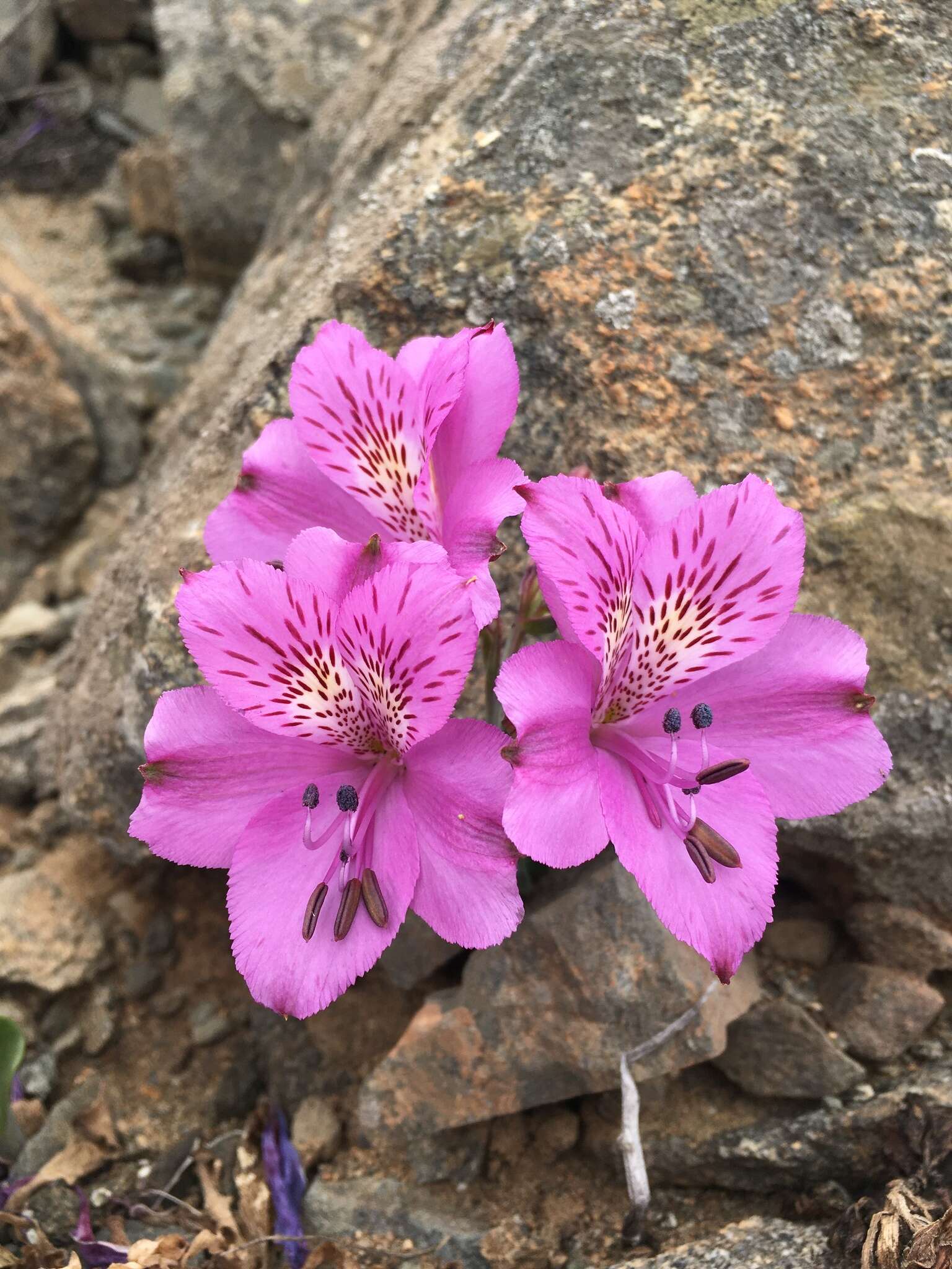 Image of Alstroemeria paupercula Phil.