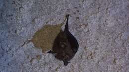 Image of Formosan Woolly Horseshoe Bat