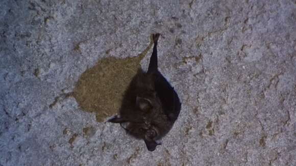 Image of Formosan Woolly Horseshoe Bat