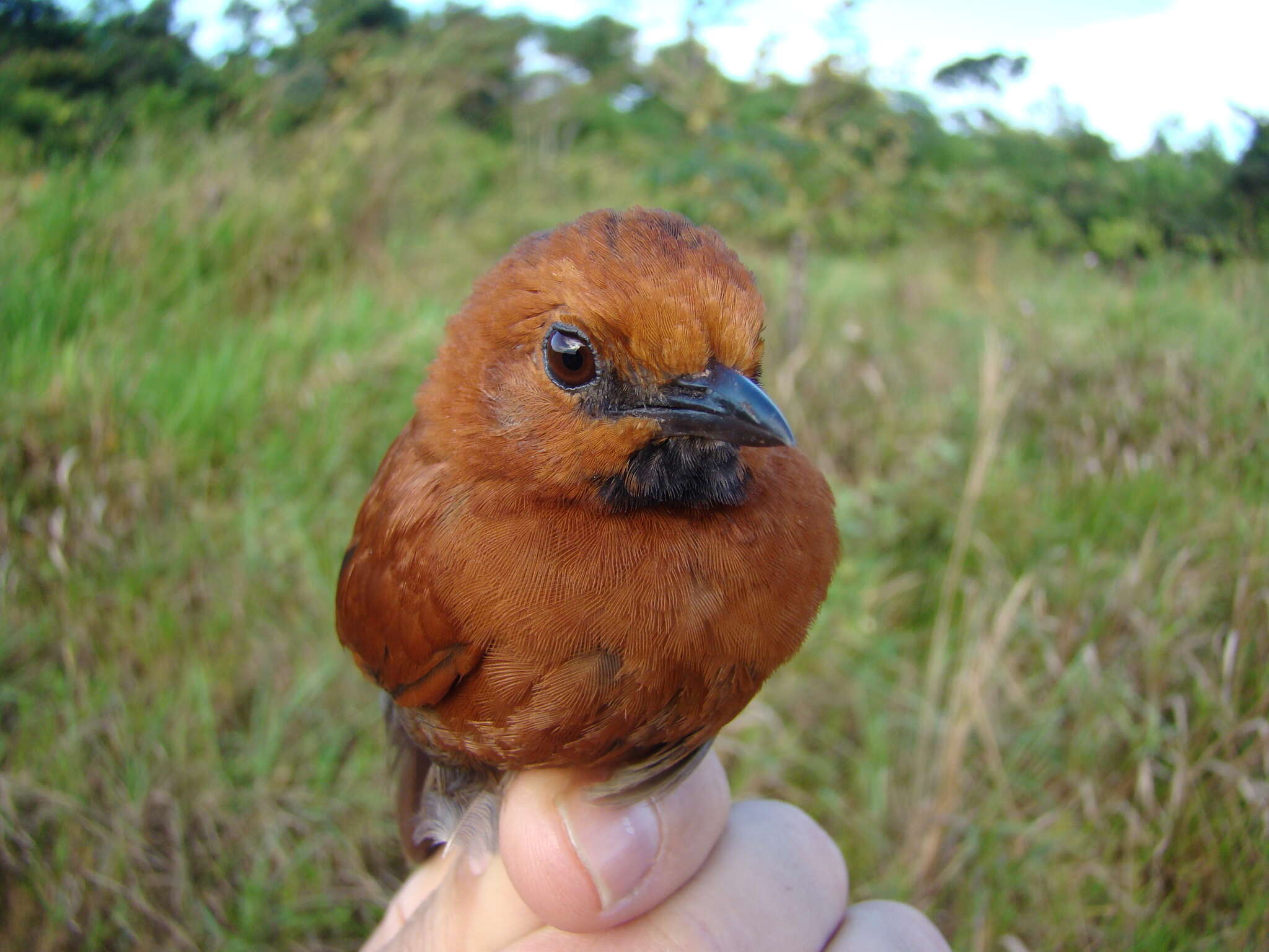 Image of Ruddy Spinetail