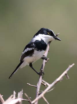 Image of Chinspot Batis