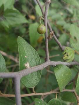 Image of Indian Jujube