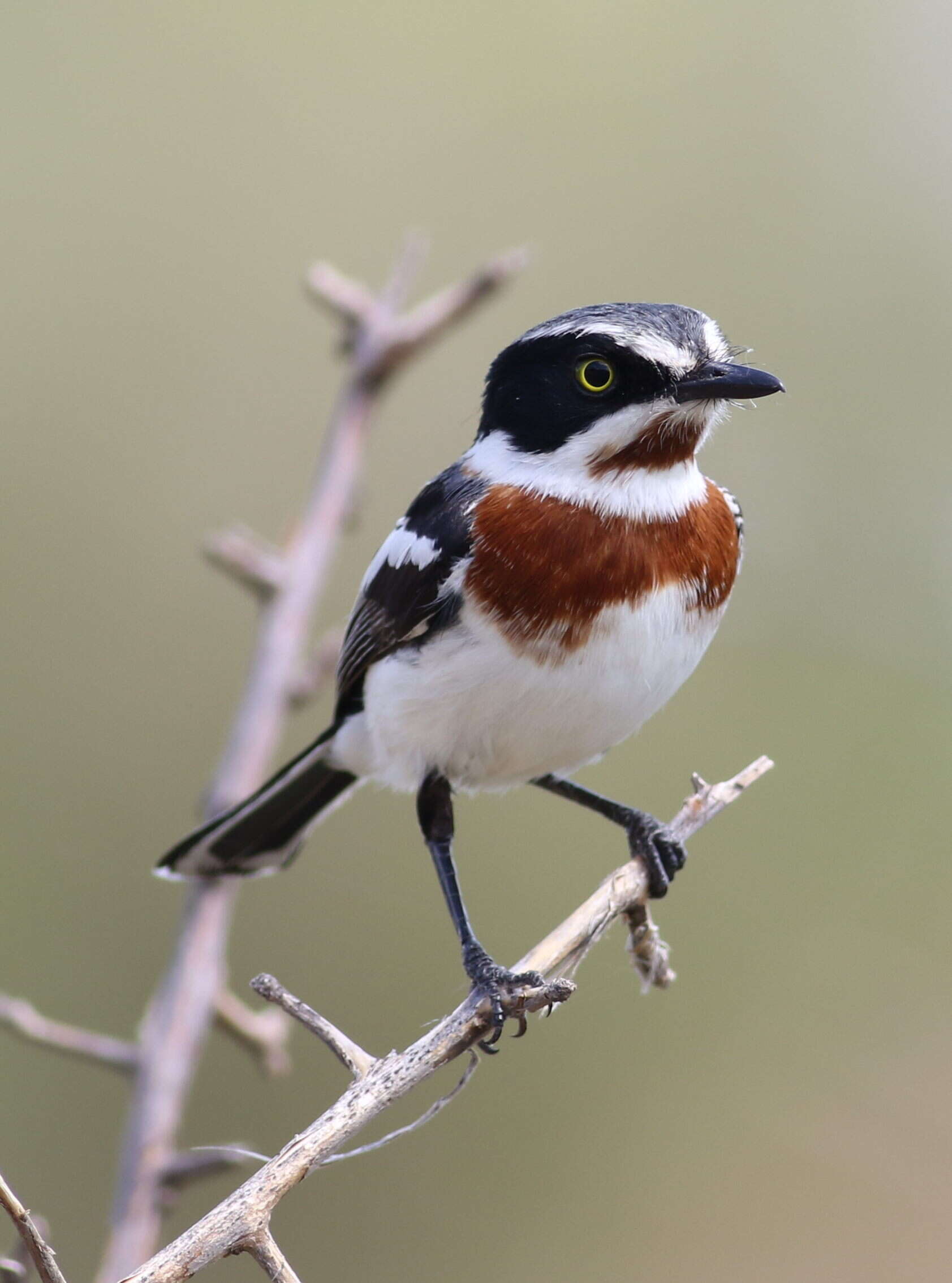 Image of Chinspot Batis