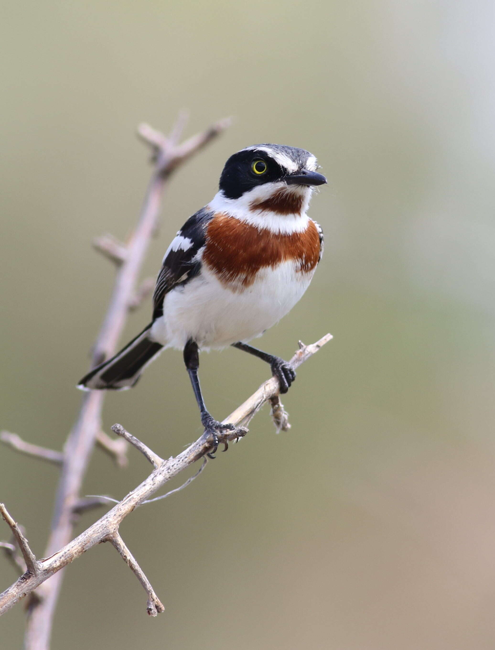 Image of Chinspot Batis