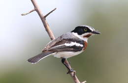 Image of Chinspot Batis