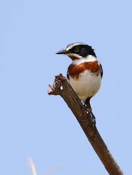 Image of Chinspot Batis