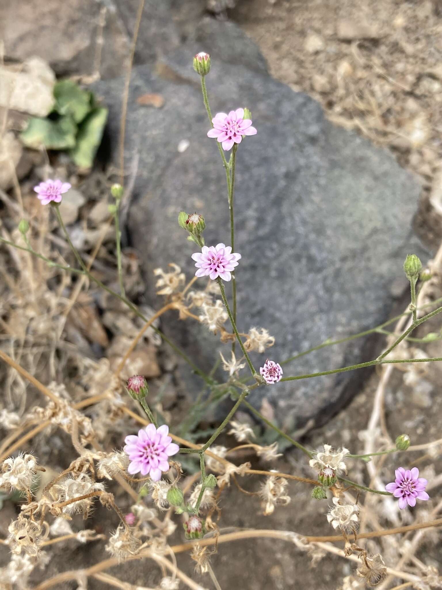 Image of Leucheria rosea Poepp. ex Less.