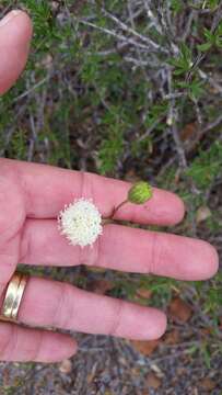 Image of white pincushion