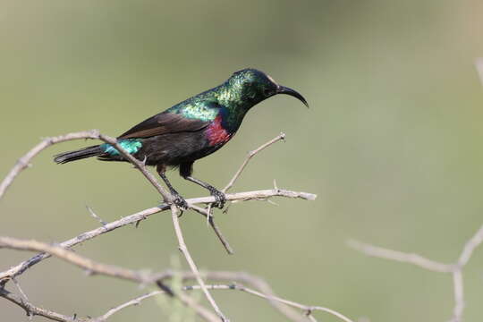 Image of Marico Sunbird