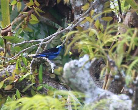 Image of Opal-crowned Tanager