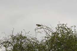 Image of Orange-bellied Parrot