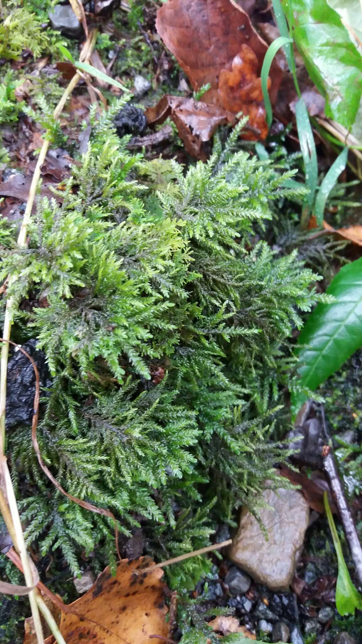 Image of thamnobryum moss