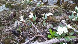 Image of Pacific springbeauty